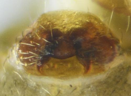 Réf. 235 925 : Tapinocyba pallens